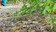Varanus indicus