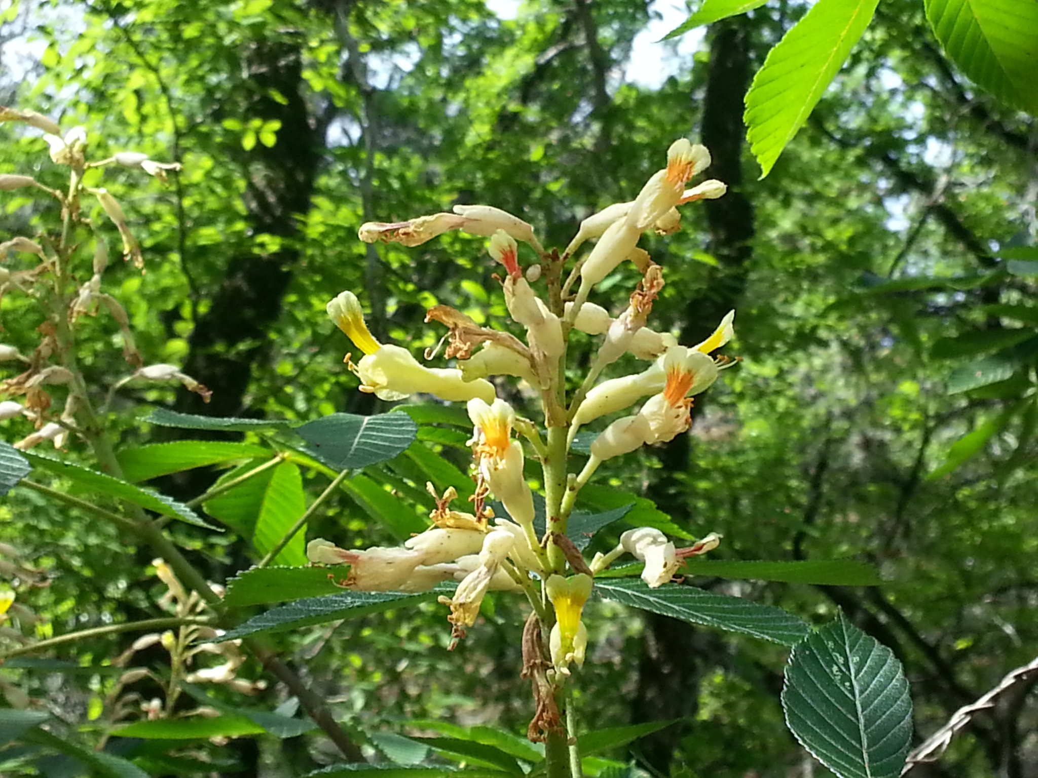Aesculus pavia var. flavescens