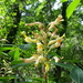 Hill Country Yellow Buckeye - Photo (c) Andy Blair, some rights reserved (CC BY-NC), uploaded by Andy Blair