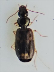 Anomotarus variegatus