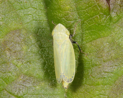 Verdanus