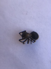 Araneae