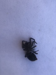 Araneae