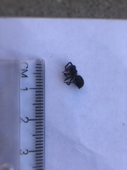 Araneae