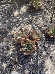 Dudleya caespitosa