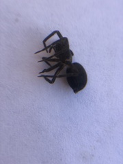 Araneae