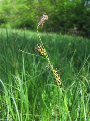Carex melanostachya
