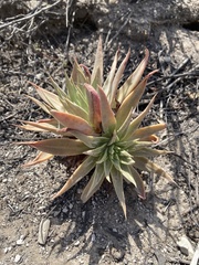 Dudleya caespitosa