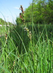 Carex melanostachya