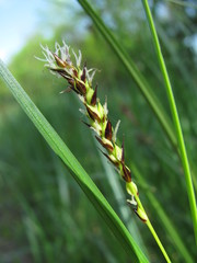 Carex melanostachya