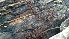 Stemonitopsis typhina