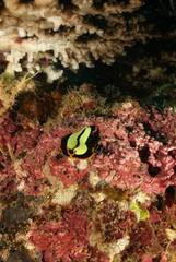 Pseudoceros dimidiatus