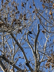 Euphagus cyanocephalus