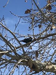 Euphagus cyanocephalus