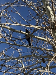 Euphagus cyanocephalus