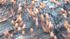 Stemonitopsis typhina