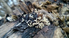 Stemonitopsis typhina