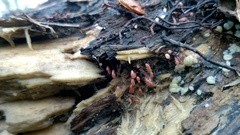 Stemonitopsis typhina