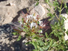 Polanisia dodecandra trachysperma