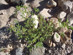 Polanisia dodecandra trachysperma