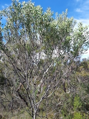 Persoonia lanceolata