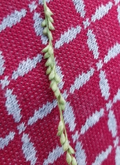 Panicum hallii