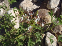 Polanisia dodecandra trachysperma