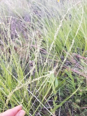 Panicum hallii