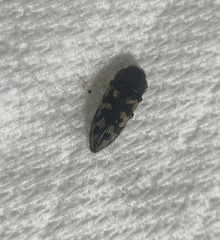 Acmaeodera bowditchi