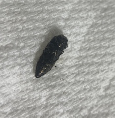 Acmaeodera bowditchi