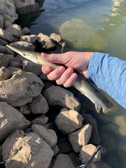 Lepisosteus platostomus