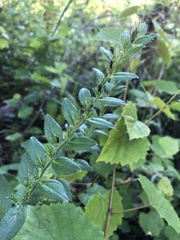 Lithospermum virginianum