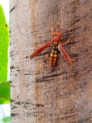Polistes versicolor