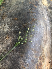 Dichanthelium consanguineum