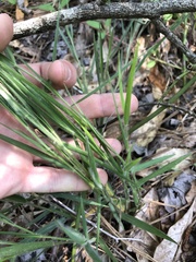 Dichanthelium consanguineum