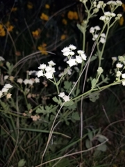Parthenium confertum