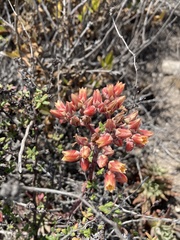 Dudleya caespitosa