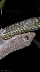 Hemidactylus frenatus