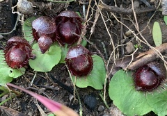 Corybas fimbriatus