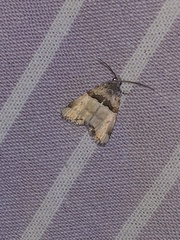 Cobubatha dividua