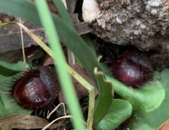 Corybas fimbriatus