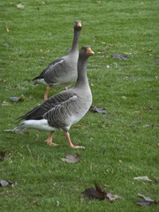 Anser anser