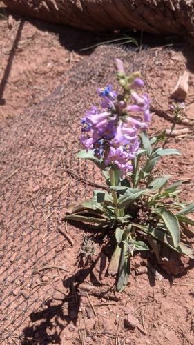 Osterhout's Beardtongue (Penstemon osterhoutii)