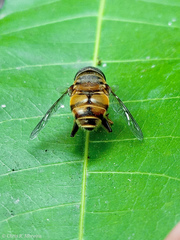 Palpada vinetorum