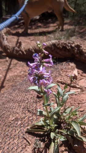 Image of Penstemon osterhoutii by (c) Jake Armstrong, some rights reserved (CC BY)