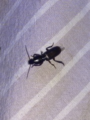 Stenomorphus