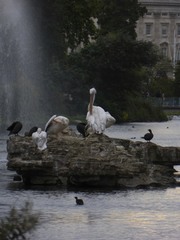 Pelecanus onocrotalus