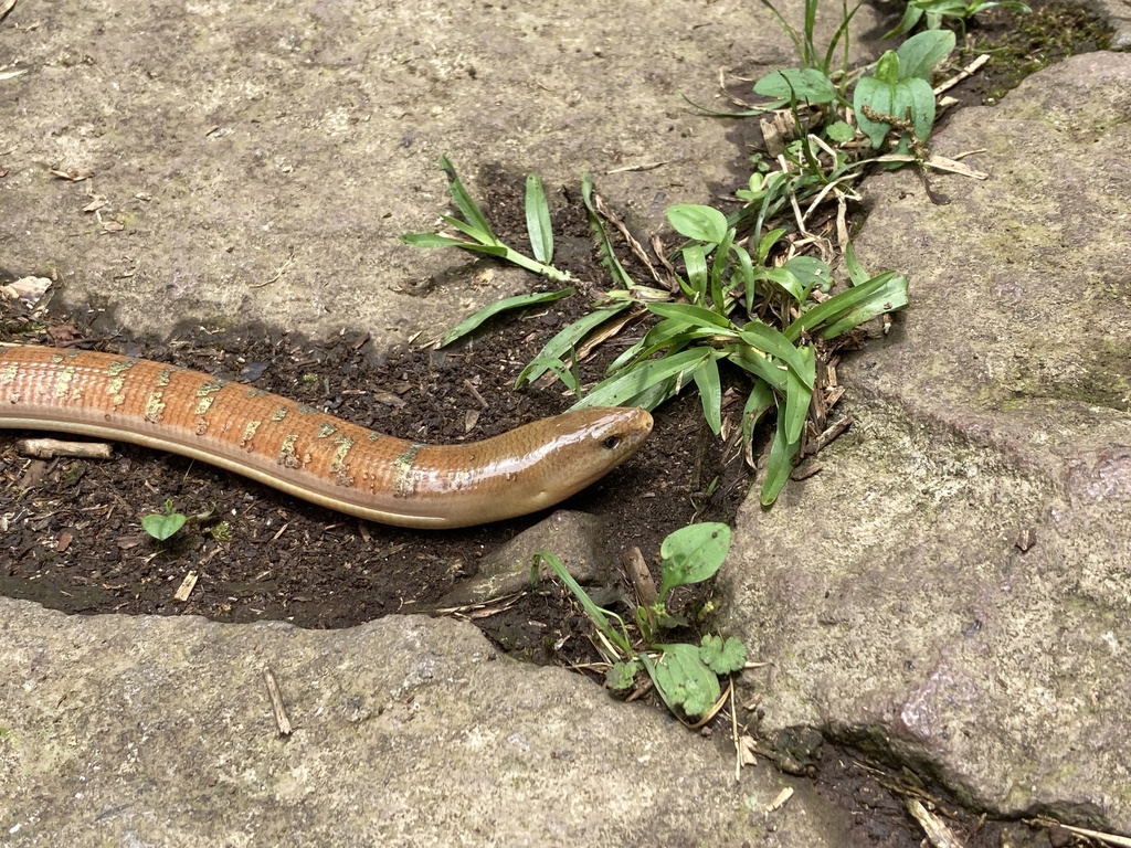 Hart's Glass Lizard