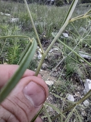 Pediomelum linearifolium