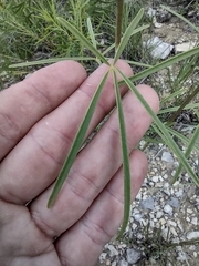 Pediomelum linearifolium